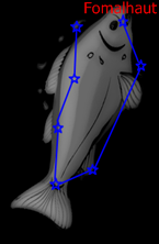 Piscis Australis